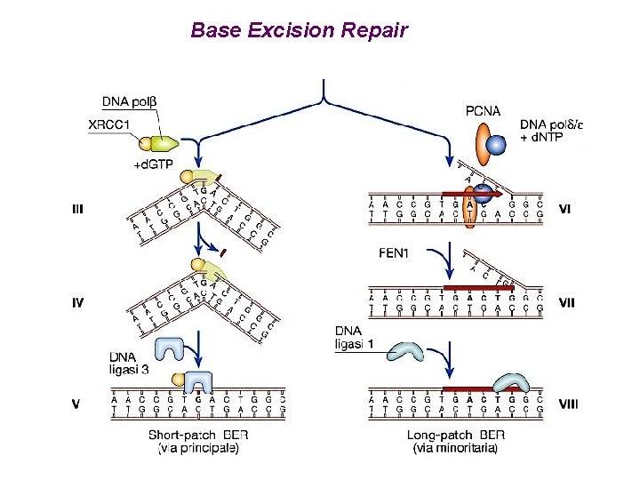 Base Excision Repair 