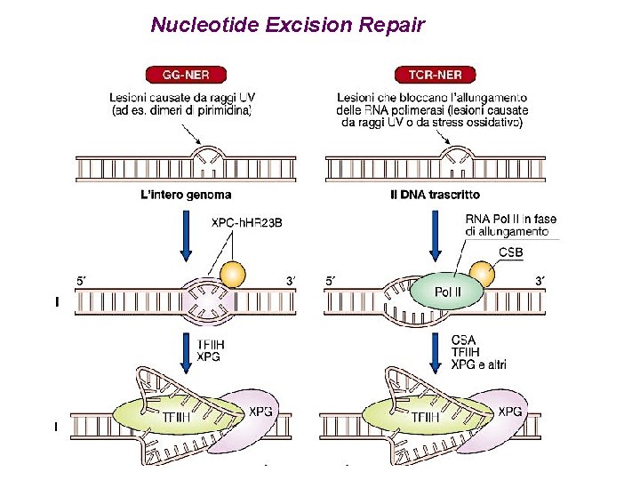 Nucleotide Excision Repair 