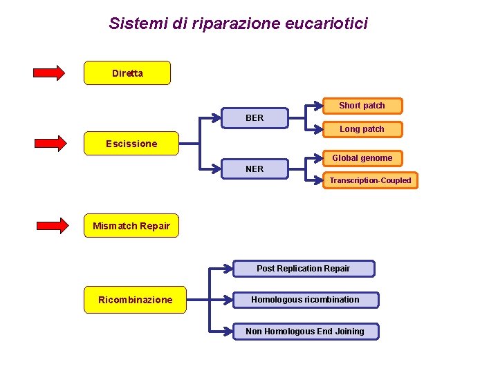 Sistemi di riparazione eucariotici Diretta Short patch BER Long patch Escissione Global genome NER