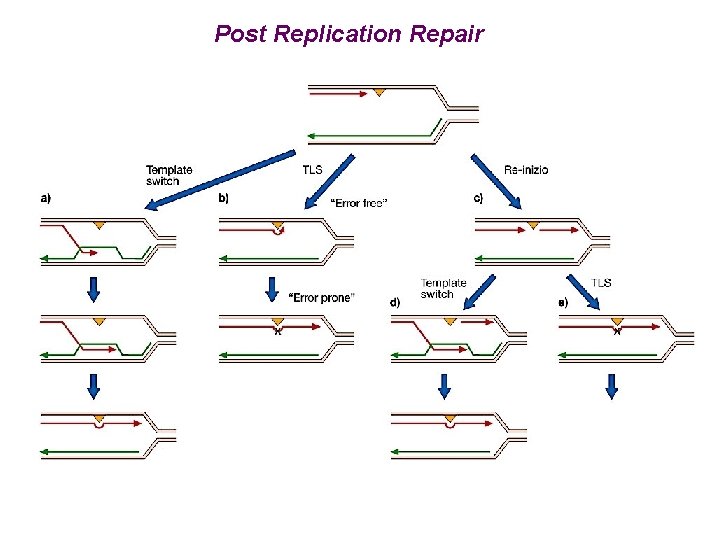 Post Replication Repair 