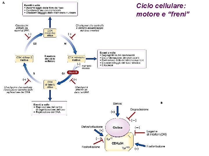 Ciclo cellulare: motore e “freni” 