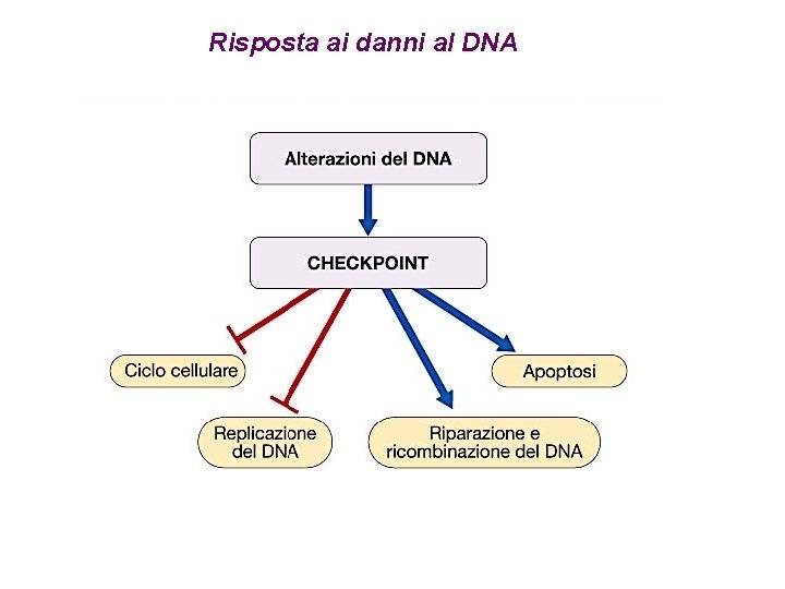 Risposta ai danni al DNA 