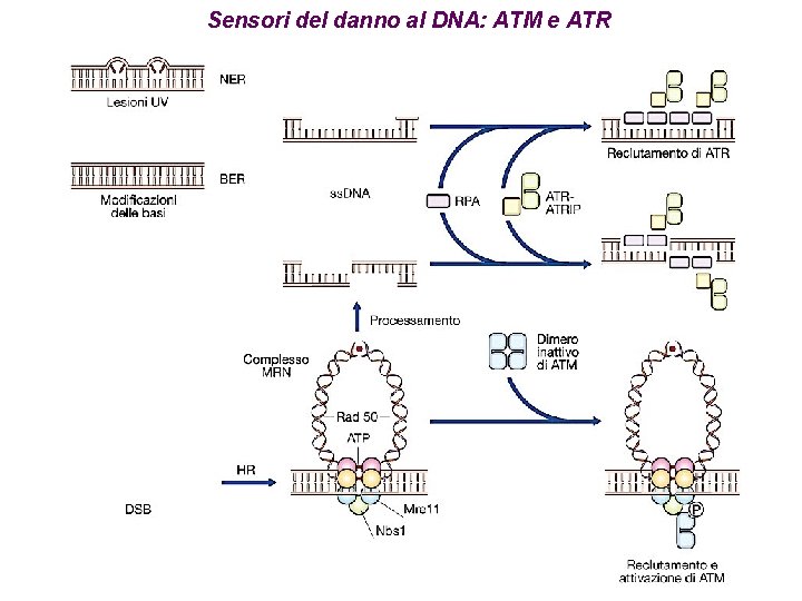 Sensori del danno al DNA: ATM e ATR 