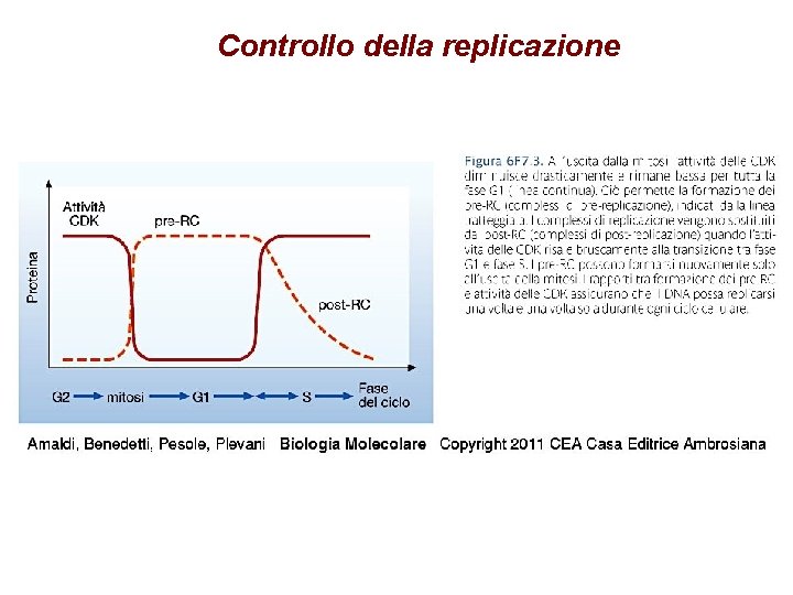 Controllo della replicazione 