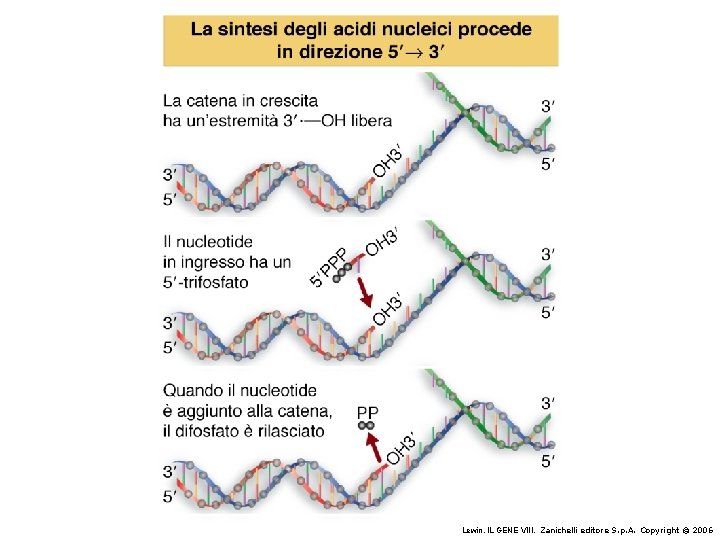 Lewin, IL GENE VIII, Zanichelli editore S. p. A. Copyright © 2006 