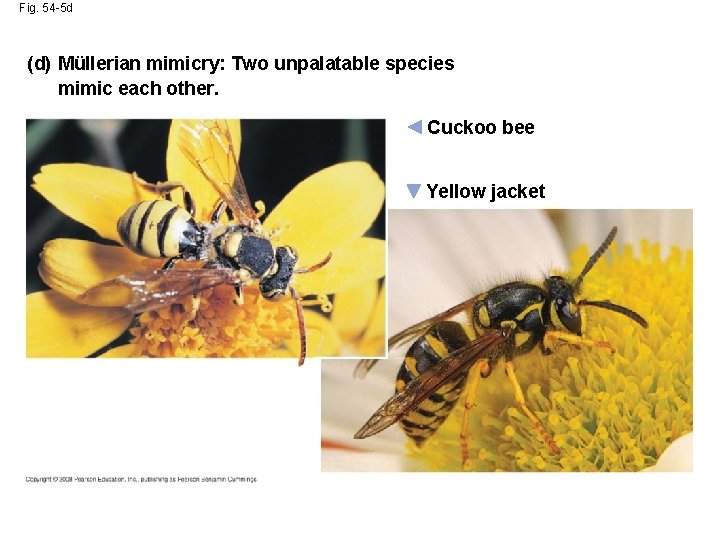 Fig. 54 -5 d (d) Müllerian mimicry: Two unpalatable species mimic each other. Cuckoo
