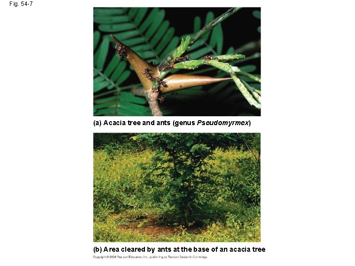 Fig. 54 -7 (a) Acacia tree and ants (genus Pseudomyrmex) (b) Area cleared by