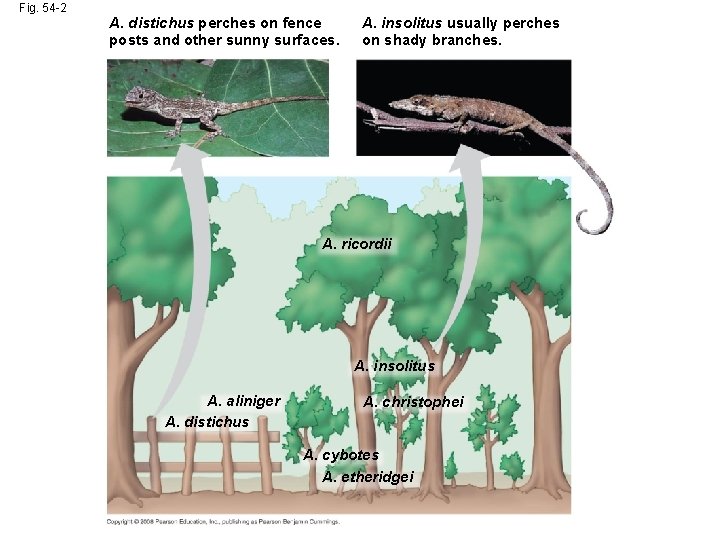 Fig. 54 -2 A. distichus perches on fence posts and other sunny surfaces. A.