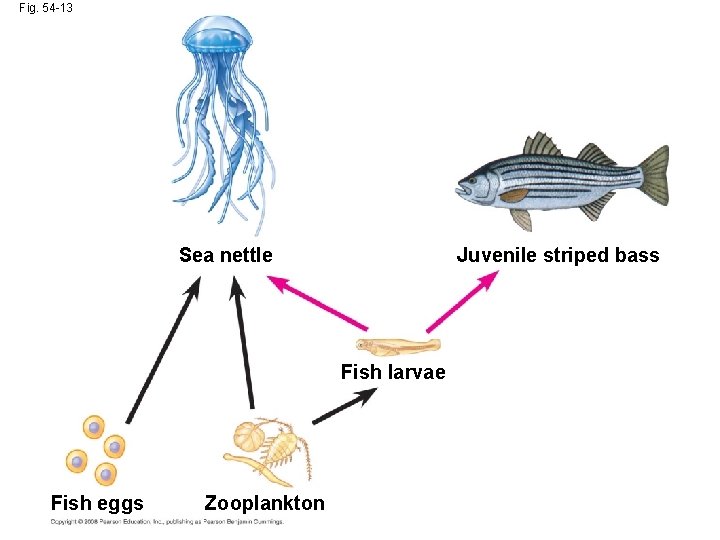 Fig. 54 -13 Juvenile striped bass Sea nettle Fish larvae Fish eggs Zooplankton 