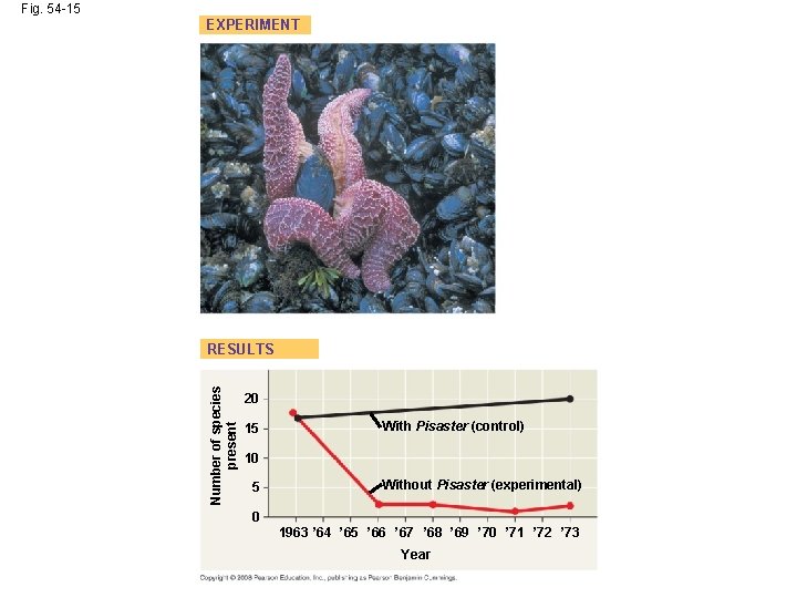 Fig. 54 -15 EXPERIMENT Number of species present RESULTS 20 15 With Pisaster (control)