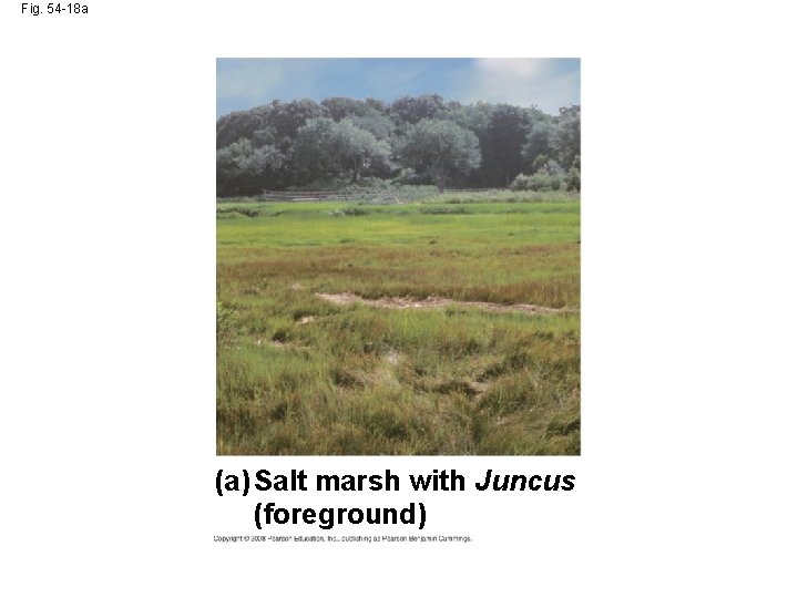 Fig. 54 -18 a (a) Salt marsh with Juncus (foreground) 