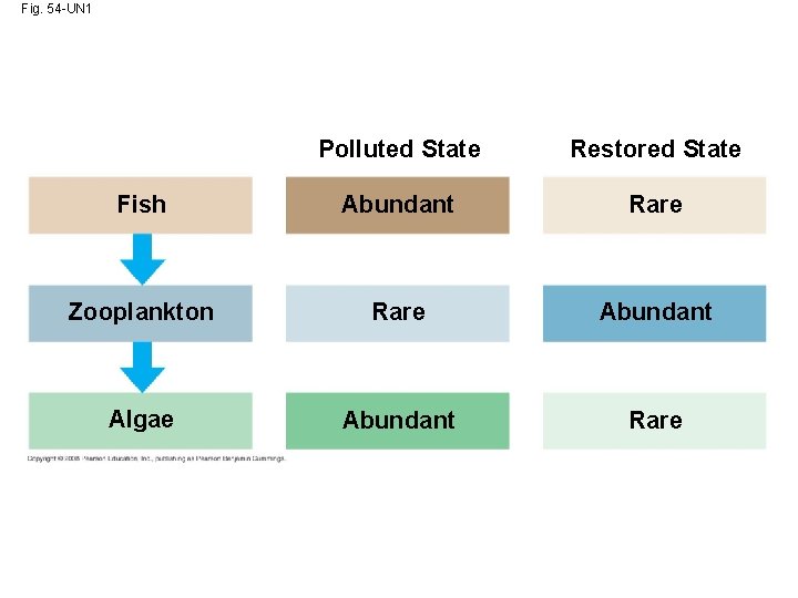 Fig. 54 -UN 1 Polluted State Restored State Fish Abundant Rare Zooplankton Rare Abundant