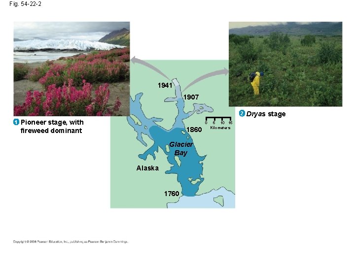 Fig. 54 -22 -2 1941 1907 2 1 Pioneer stage, with fireweed dominant 0