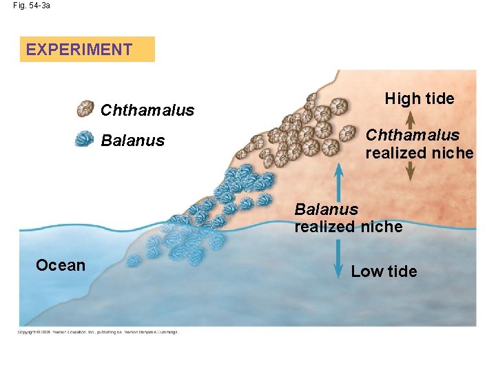 Fig. 54 -3 a EXPERIMENT Chthamalus Balanus High tide Chthamalus realized niche Balanus realized