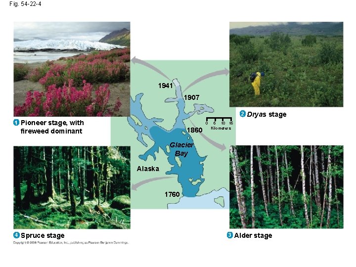 Fig. 54 -22 -4 1941 1907 2 1 Pioneer stage, with fireweed dominant 0