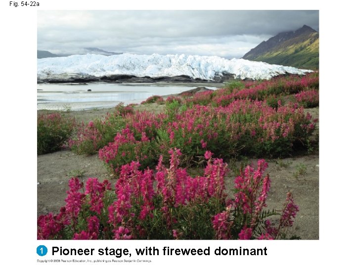 Fig. 54 -22 a 1 Pioneer stage, with fireweed dominant 