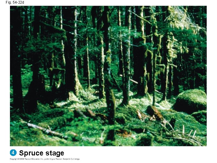 Fig. 54 -22 d 4 Spruce stage 