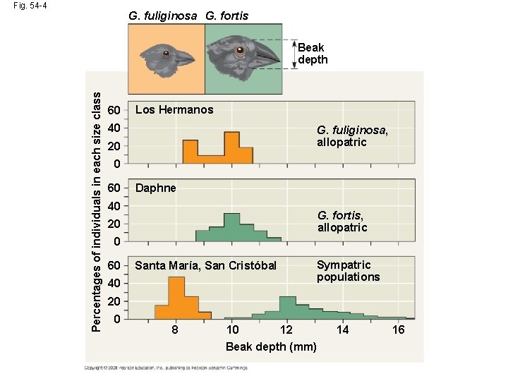 Fig. 54 -4 G. fuliginosa G. fortis Percentages of individuals in each size class