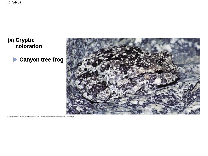 Fig. 54 -5 a (a) Cryptic coloration Canyon tree frog 