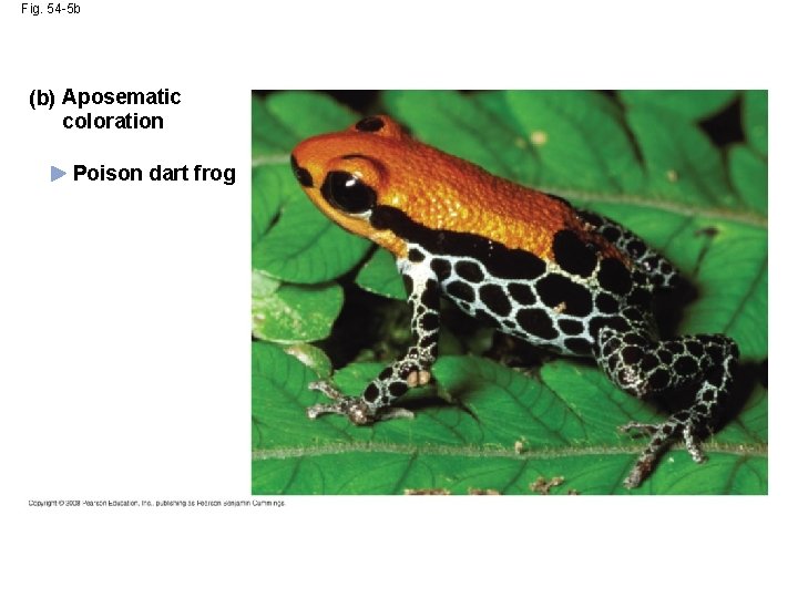 Fig. 54 -5 b (b) Aposematic coloration Poison dart frog 