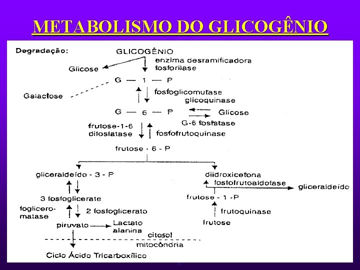 METABOLISMO DO GLICOGÊNIO 