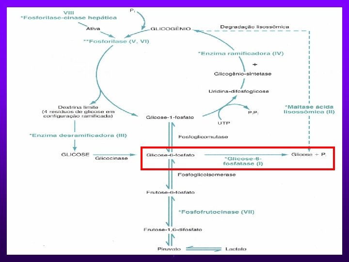 GLICOGENOSE TIPO I Ø Deficiência de G-6 -Pase. Ø 25% das glicogenoses. Ø Autossômica