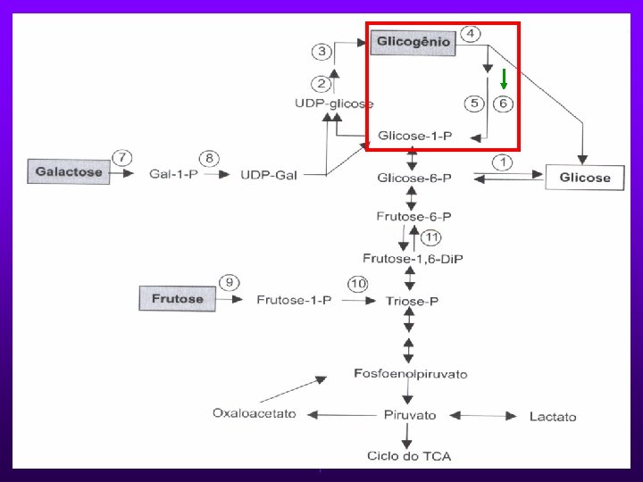 GLICOGENOSE TIPO IX Ø Deficiência da fosforilase quinase. Ø Tipo IXa: mais freqüente; acomete