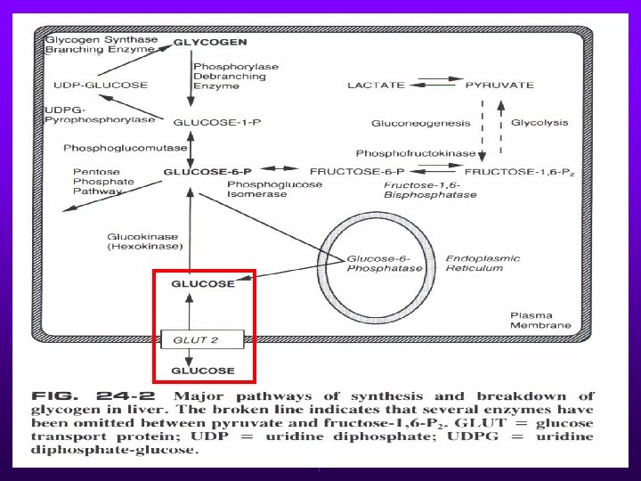 GLICOGENOSE TIPO XI Ø Rara; autossômica recessiva. Ø Defeitos no GLUT-2. Ø Disfunção tubular