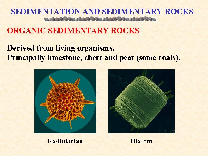 SEDIMENTATION AND SEDIMENTARY ROCKS ORGANIC SEDIMENTARY ROCKS Derived from living organisms. Principally limestone, chert