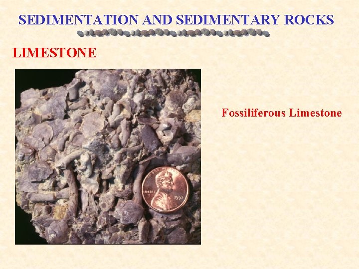 SEDIMENTATION AND SEDIMENTARY ROCKS LIMESTONE Fossiliferous Limestone 