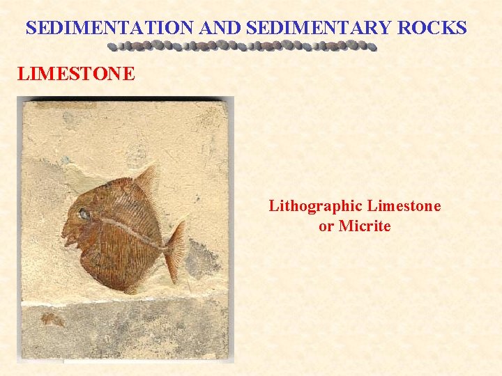 SEDIMENTATION AND SEDIMENTARY ROCKS LIMESTONE Lithographic Limestone or Micrite 