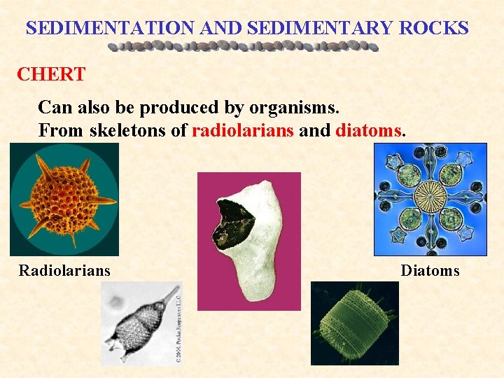 SEDIMENTATION AND SEDIMENTARY ROCKS CHERT Can also be produced by organisms. From skeletons of