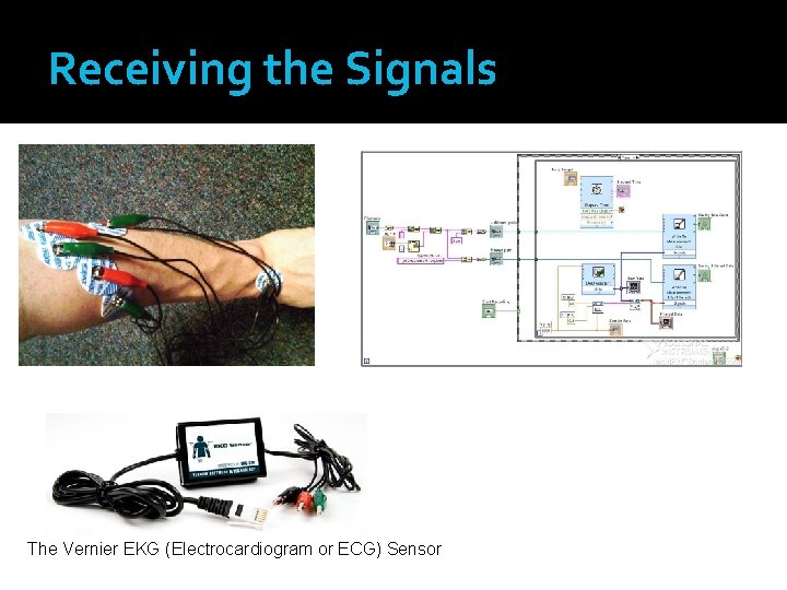 Receiving the Signals The Vernier EKG (Electrocardiogram or ECG) Sensor 