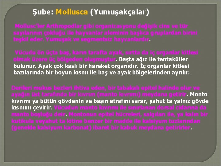 Şube: Mollusca (Yumuşakçalar) Mollusc’ler Arthropodlar gibi organizasyonu değişik cins ve tür sayılarının çokluğu ile