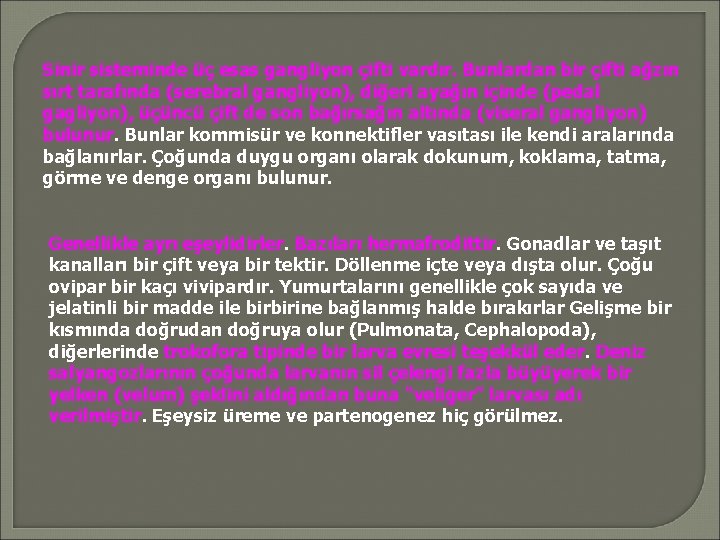 Sinir sisteminde üç esas gangliyon çifti vardır. Bunlardan bir çifti ağzın sırt tarafında (serebral