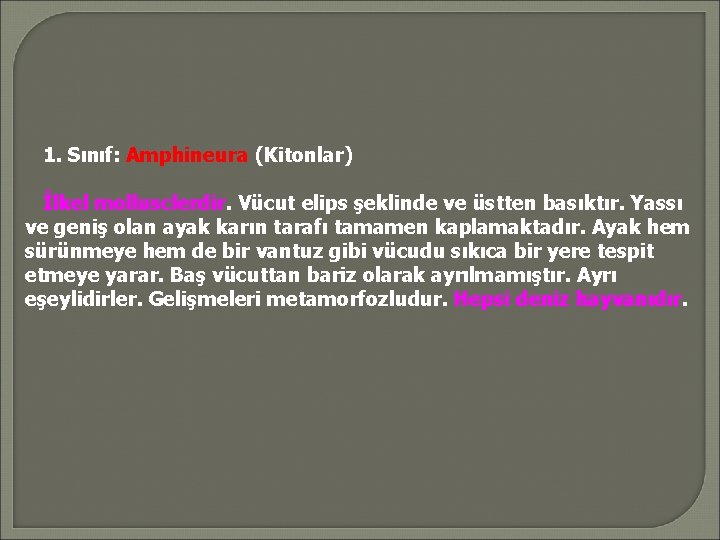 1. Sınıf: Amphineura (Kitonlar) İlkel mollusclerdir. Vücut elips şeklinde ve üstten basıktır. Yassı ve