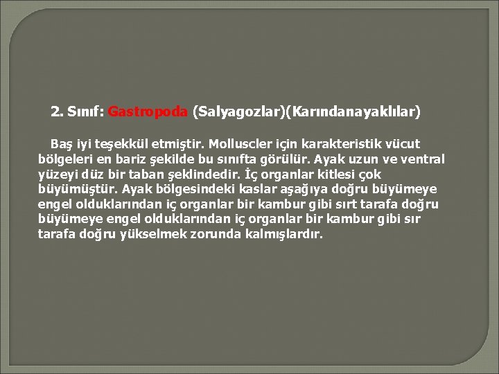 2. Sınıf: Gastropoda (Salyagozlar)(Karındanayaklılar) Baş iyi teşekkül etmiştir. Molluscler için karakteristik vücut bölgeleri en