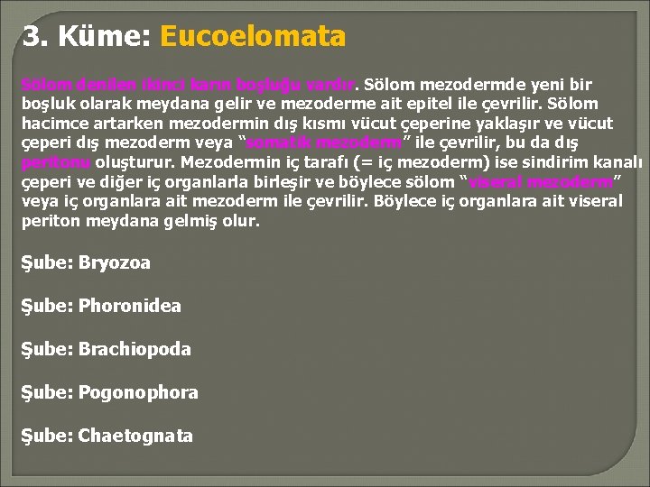 3. Küme: Eucoelomata Sölom denilen ikinci karın boşluğu vardır. Sölom mezodermde yeni bir boşluk