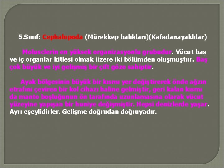 5. Sınıf: Cephalopoda (Mürekkep balıkları)(Kafadanayaklılar) Molusclerin en yüksek organizasyonlu grubudur. Vücut baş ve iç