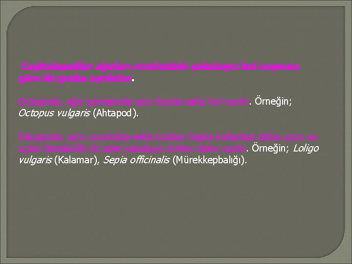 Cephalopodlar ağızları etrafındaki yakalayıcı kol sayısına göre iki gruba ayrılırlar. Octopoda; ağız çevresinde aynı