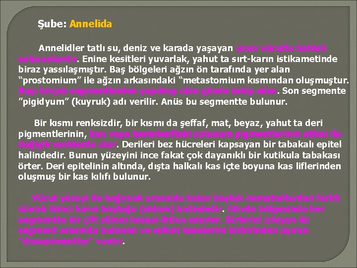 Şube: Annelida Annelidler tatlı su, deniz ve karada yaşayan uzun vücutlu halkalı solucanlardır. Enine