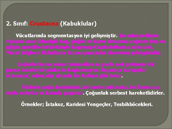 2. Sınıf: Crustacea (Kabuklular) Vücutlarında segmentasyon iyi gelişmiştir. Bu artropodların vücudu esas itibariyle baş,