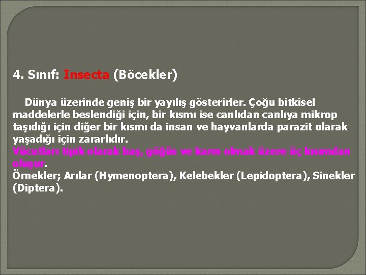 4. Sınıf: Insecta (Böcekler) Dünya üzerinde geniş bir yayılış gösterirler. Çoğu bitkisel maddelerle beslendiği