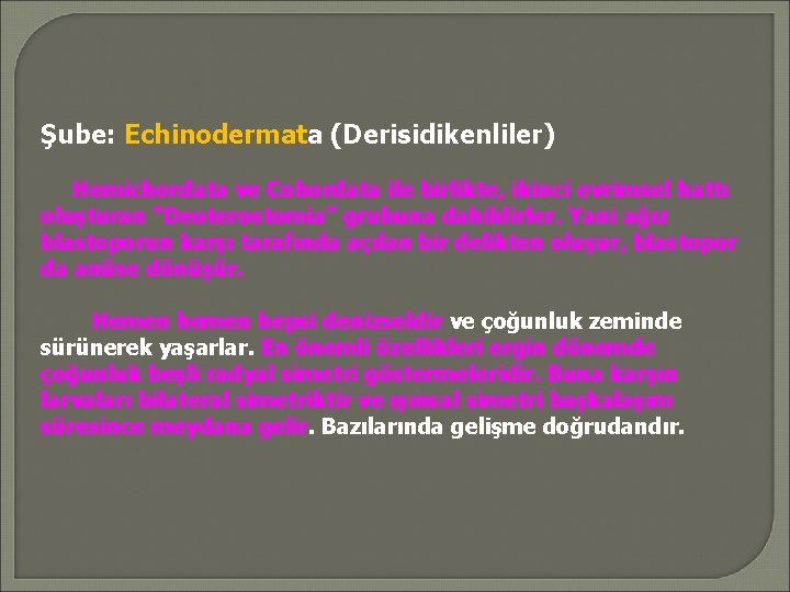 Şube: Echinodermata (Derisidikenliler) Hemichordata ve Cohordata ile birlikte, ikinci evrimsel hattı oluşturan “Deoterostomia” grubuna