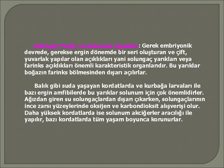 Solungaç Yarığı ve Solunum organları: Gerek embriyonik devrede, gerekse ergin dönemde bir seri oluşturan