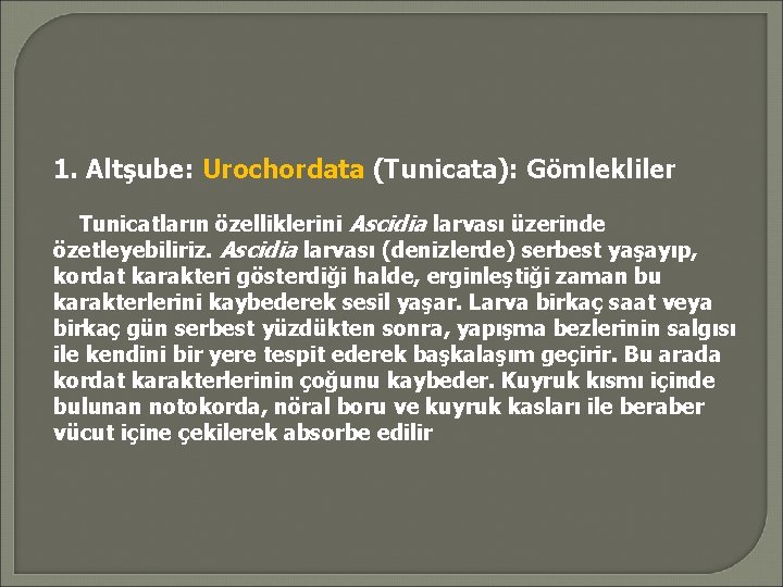 1. Altşube: Urochordata (Tunicata): Gömlekliler Tunicatların özelliklerini Ascidia larvası üzerinde özetleyebiliriz. Ascidia larvası (denizlerde)