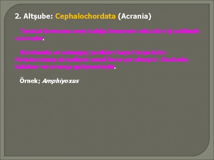 2. Altşube: Cephalochordata (Acrania) Tunicat larvasına veya balığa benzeyen vücutları iğ şeklinde uzamıştır. Notokorda