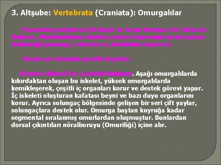 3. Altşube: Vertebrata (Craniata): Omurgalılar Hepsinde genişlemiş bir beyin ve beyni koruyan bir kafatası