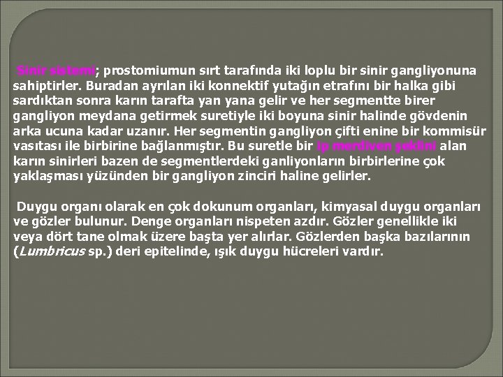 Sinir sistemi; prostomiumun sırt tarafında iki loplu bir sinir gangliyonuna sahiptirler. Buradan ayrılan iki