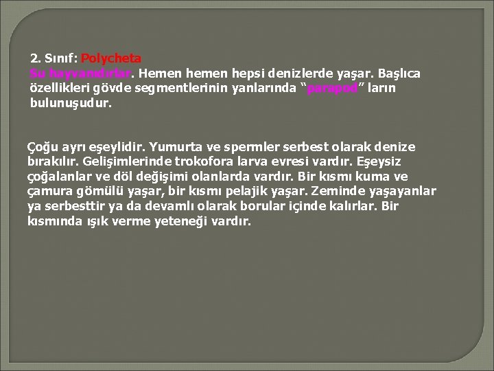 2. Sınıf: Polycheta Su hayvanıdırlar. Hemen hepsi denizlerde yaşar. Başlıca özellikleri gövde segmentlerinin yanlarında
